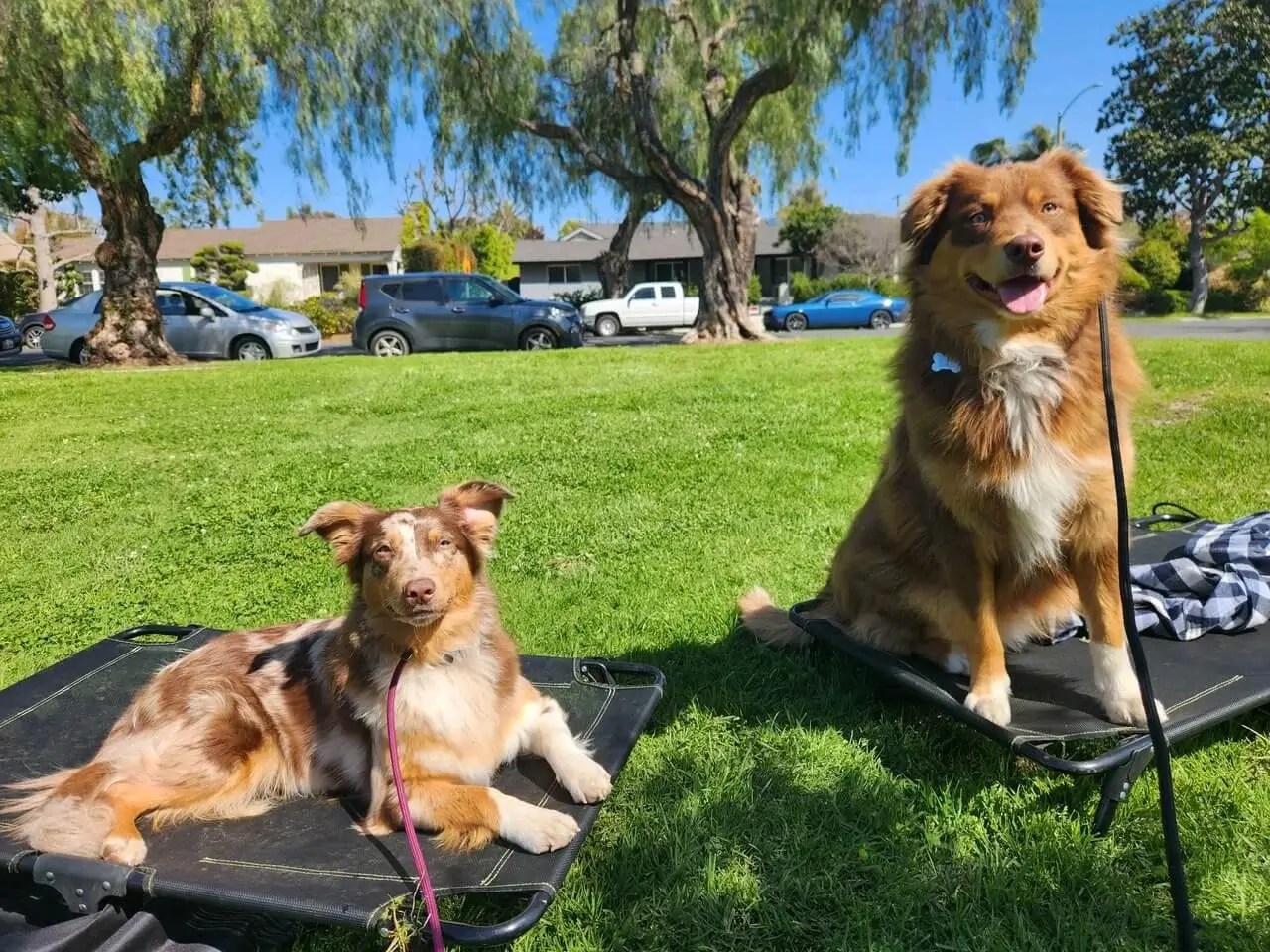 From Dog Lover to Pack Leader TopRated Dog Trainer in Long Beach, CA