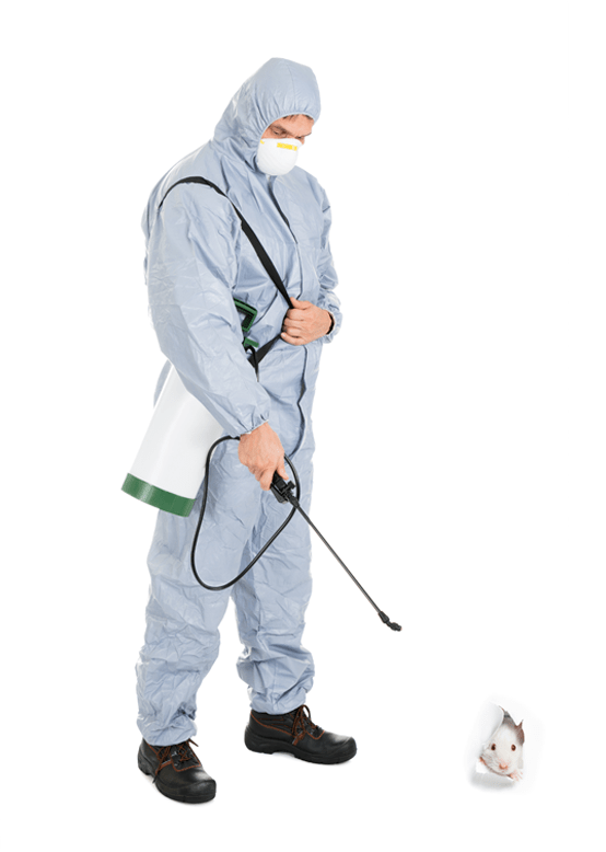 General Pest Control In Noida Herbal Pest Control Commercial Pest