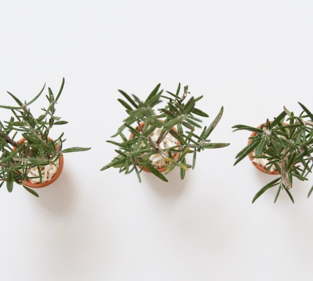 DIY Rosemary Christmas Tree zevy joy