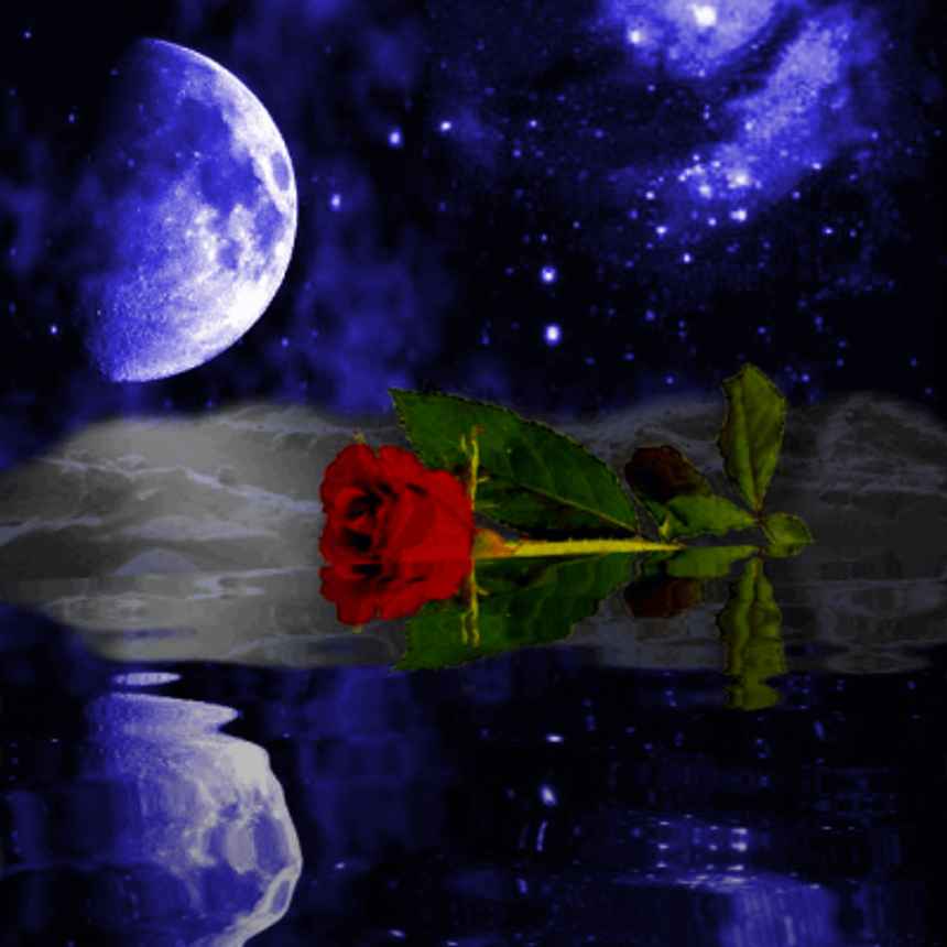 Moonlight Rose Background Image, Wallpaper or Texture free for any web