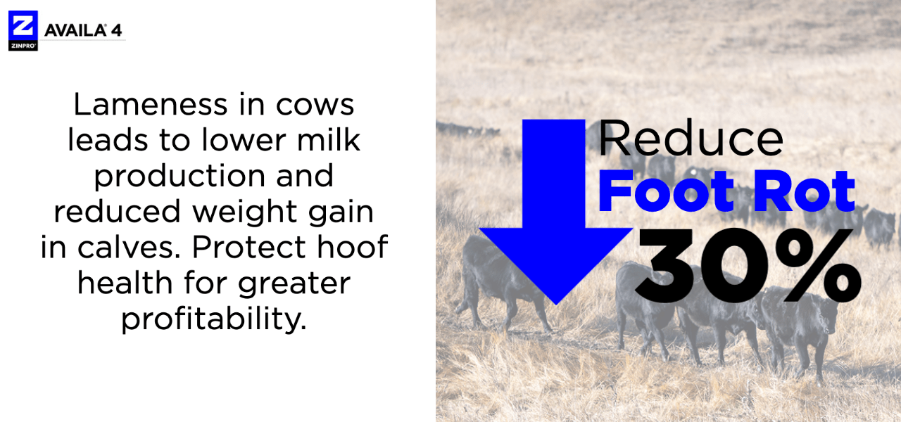 Availa 4 Cow/Calf Zinpro®
