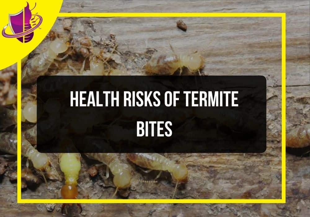 Health Risks of Termite Bites Zip Pest Solutions