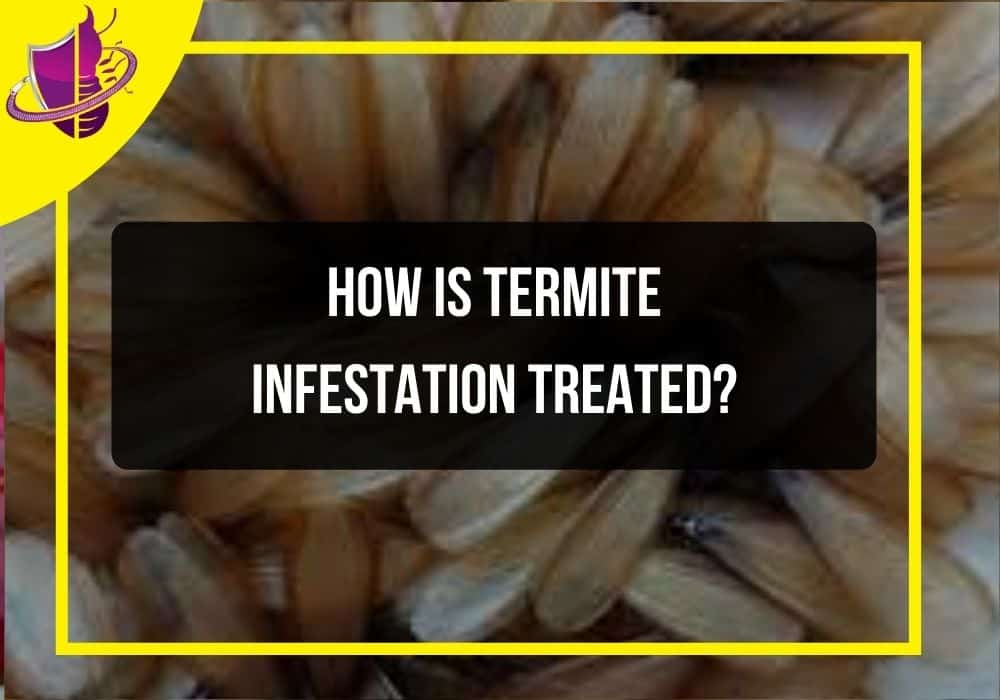 How Is Termite Infestation Treated? Zip Pest Solutions