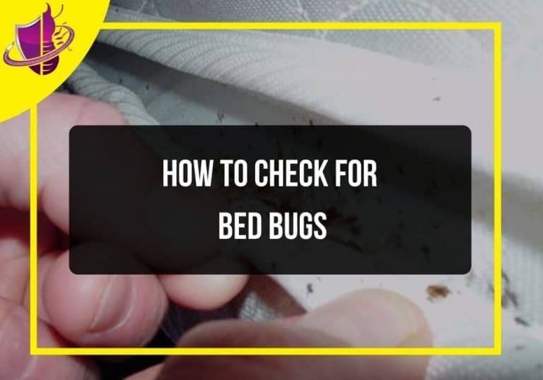 How to Check for Bed Bugs Zip Pest Solutions
