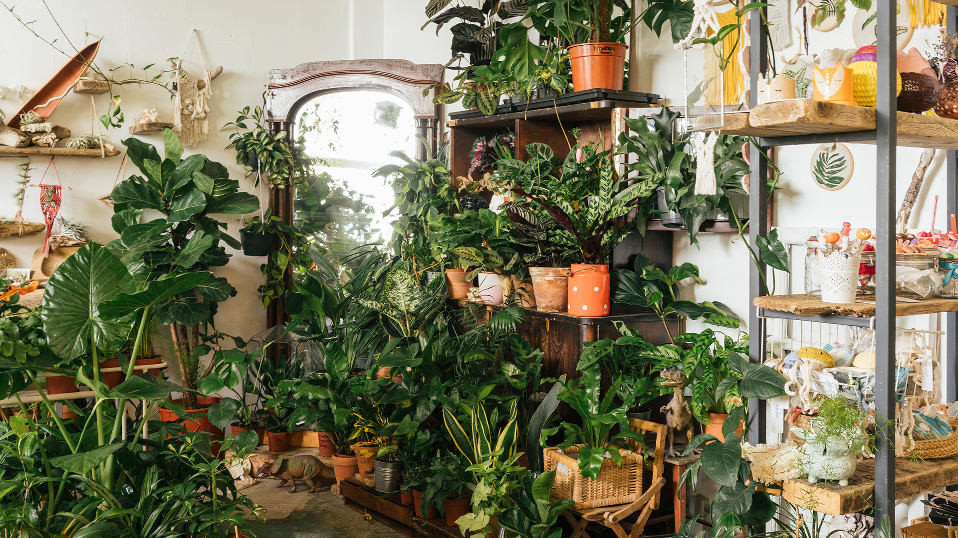 This plant store is giving away hundreds of plants for free!