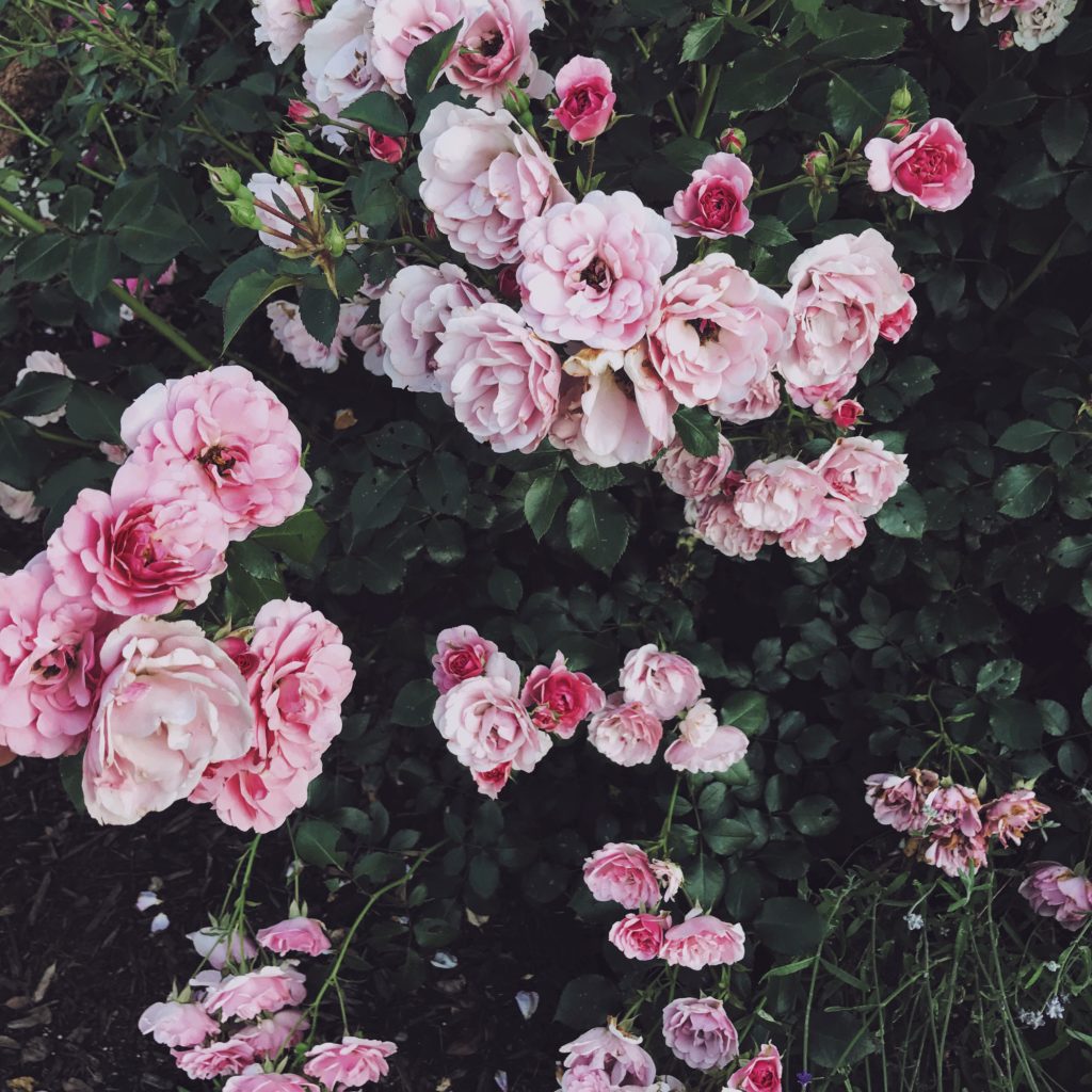 5 Instagram Flower Accounts To Follow Right Now (+ nsale giveaway