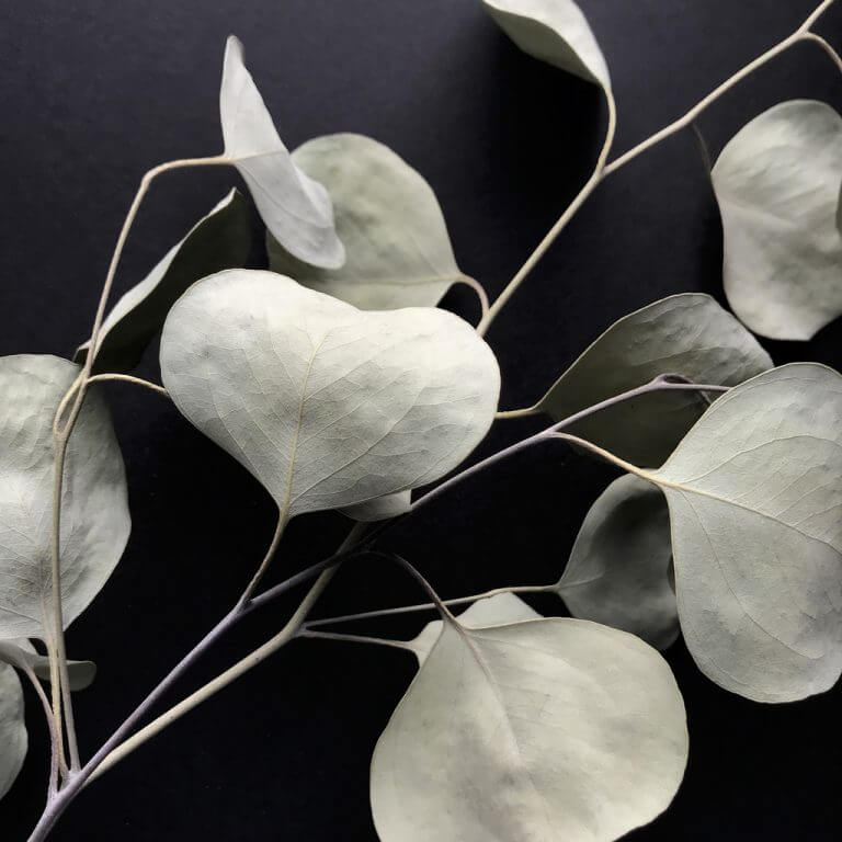 Is Eucalyptus in Shower Worth the Hype? [Benefits, Types & Tips]