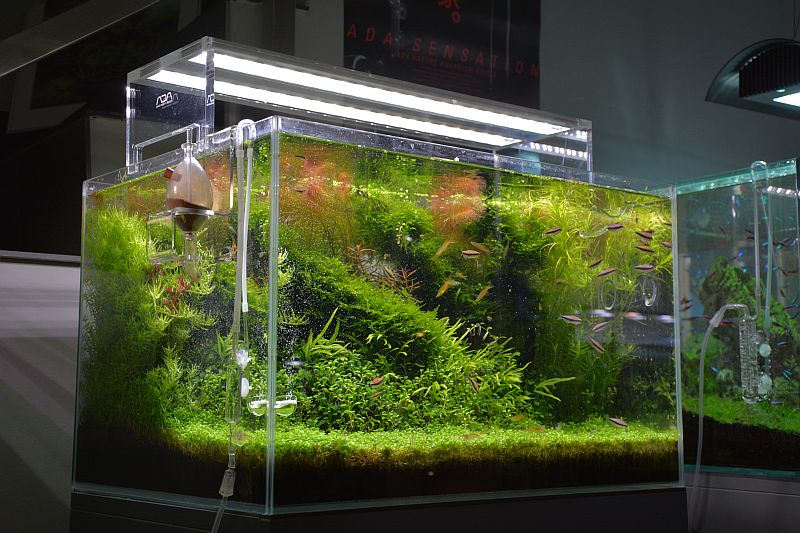 " Naturaquarium " Aquaristik von seiner schönsten Seite.