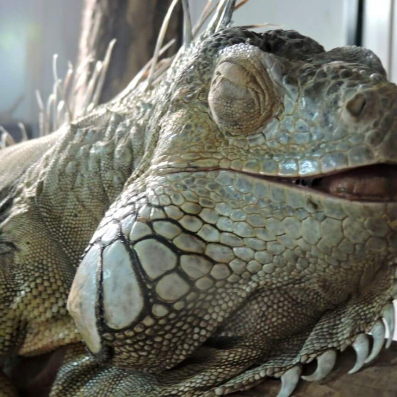 REPTILIEN