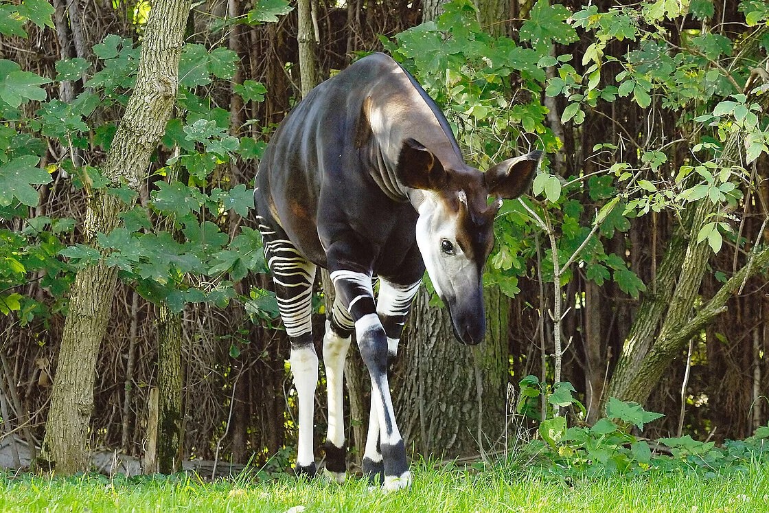 Okapis Meet them at Zoo Leipzig!