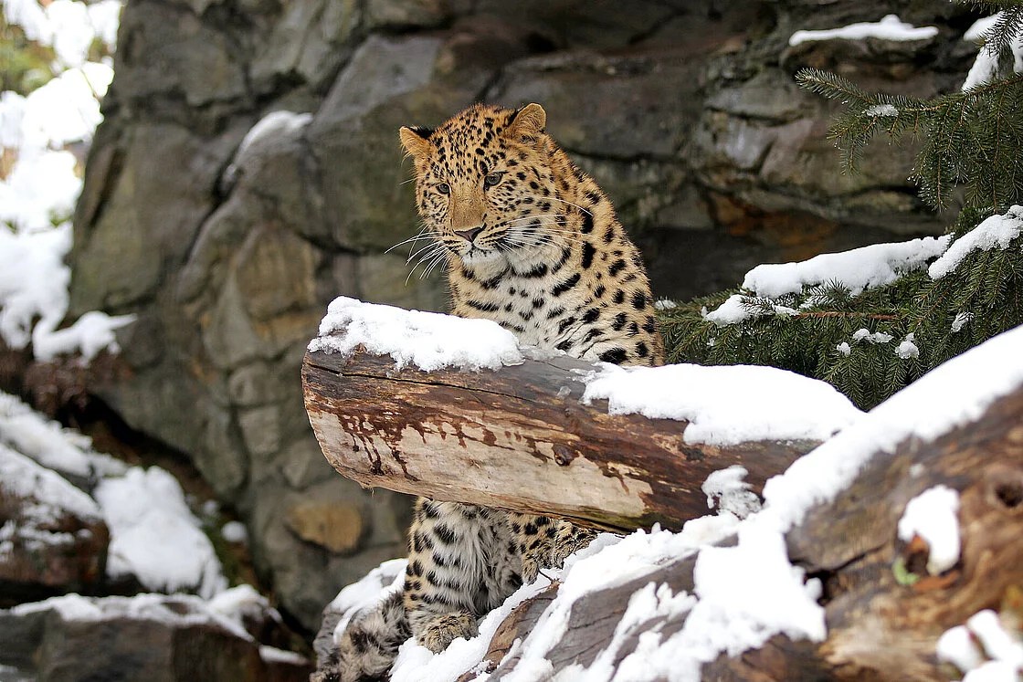 The Majestic Amur Leopard Facts About The Endangered Species 