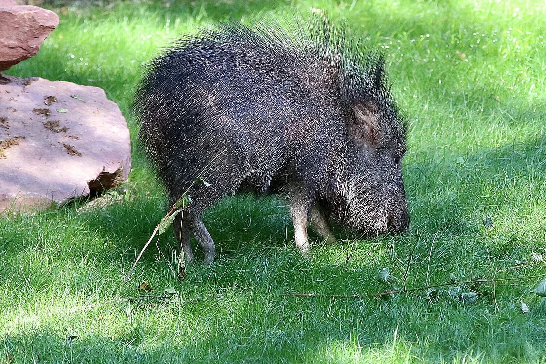 The Chacoan peccary is waiting for you at Zoo Leipzig!