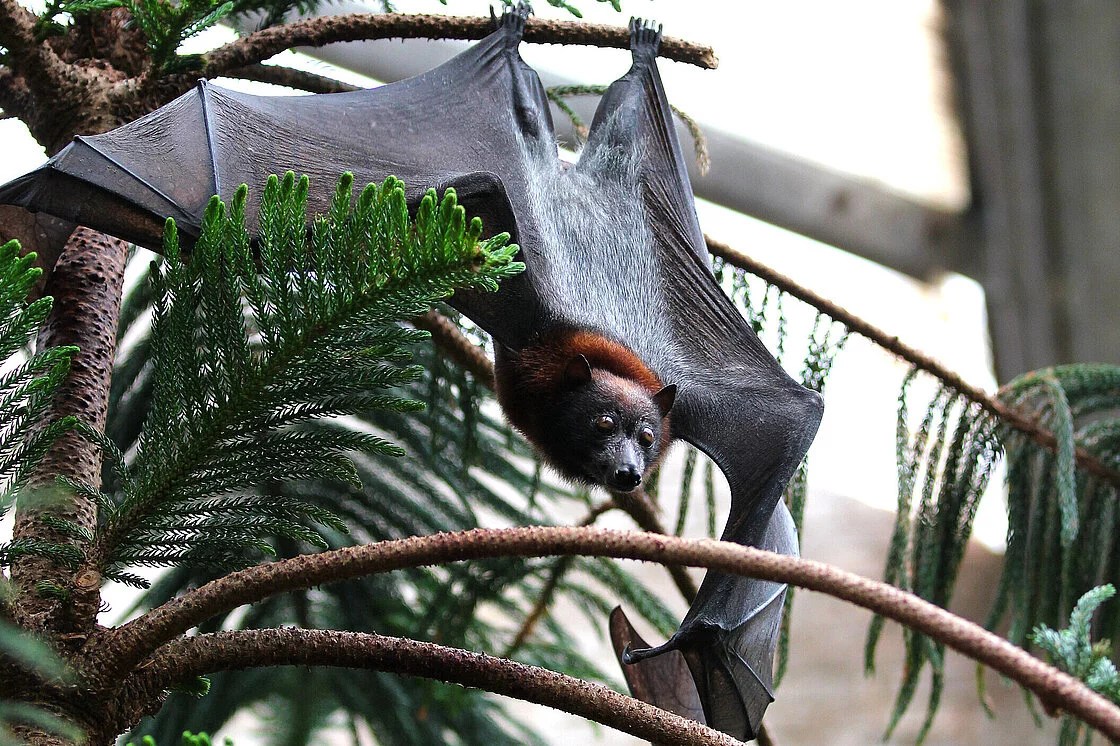 Small Flying Foxes Meet them at Zoo Leipzig!
