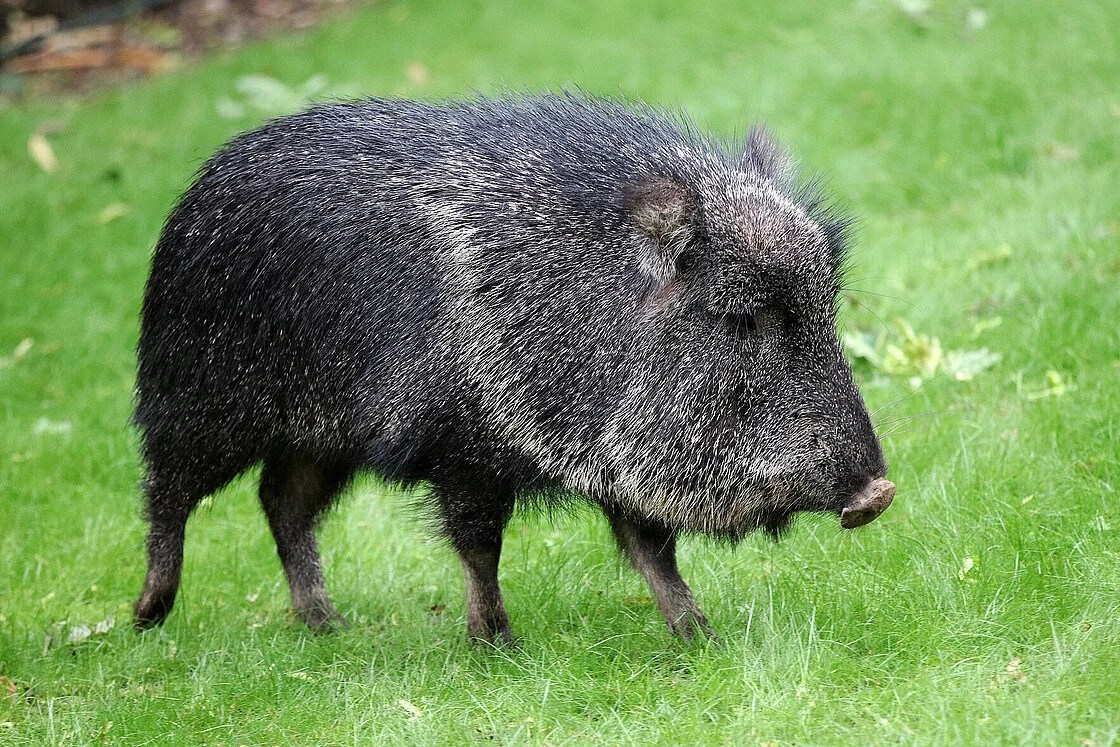 The Chacoan peccary is waiting for you at Zoo Leipzig!