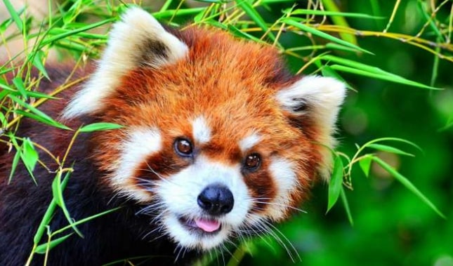 10 Most Beautiful Animals In The World - Az Animals 10 Most Beautiful Animal In The World. | Zooit - Travel Technology Company