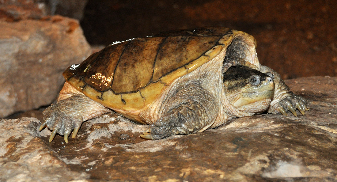 Tortue hargneuse Zoo Barben