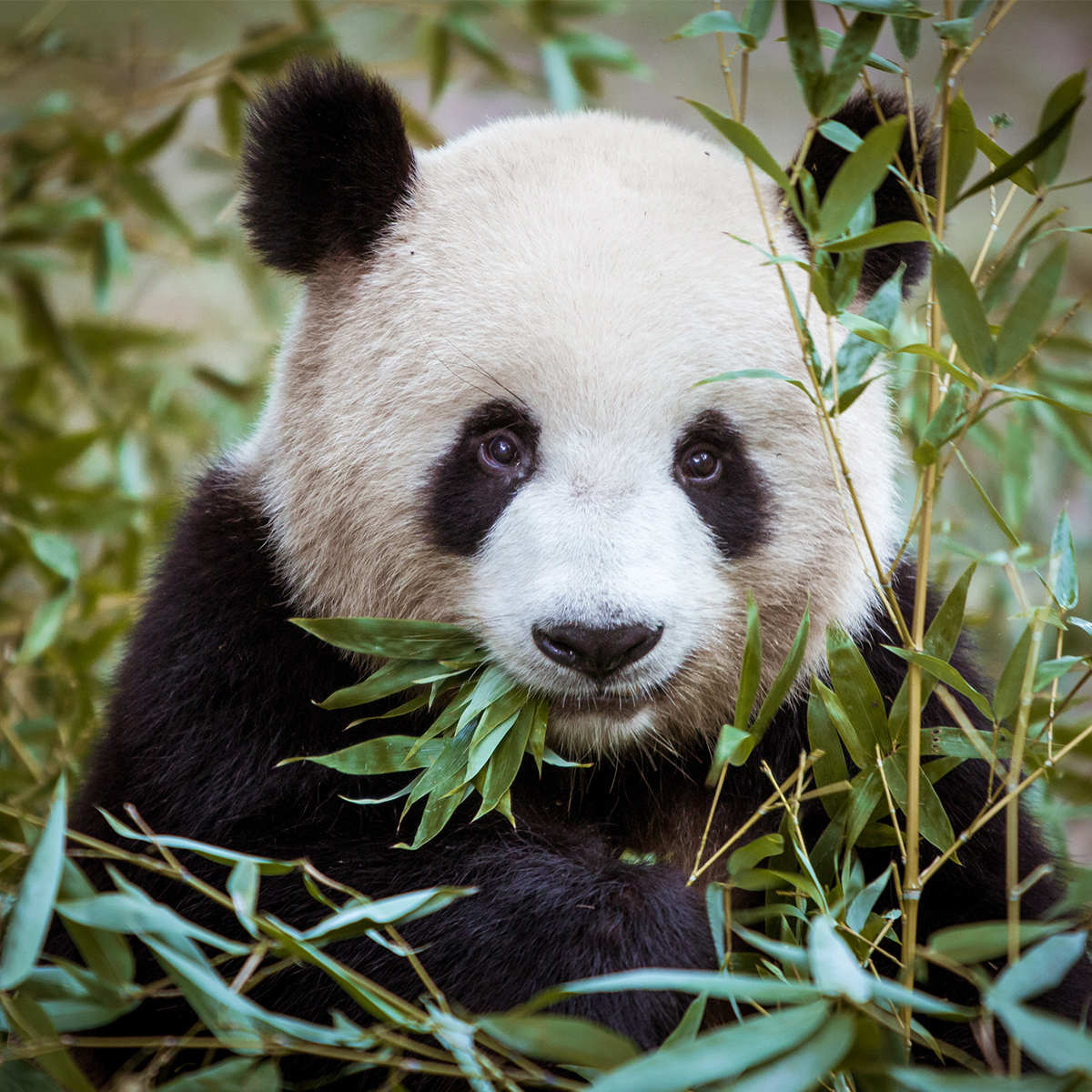Panda | Zoologiste.com