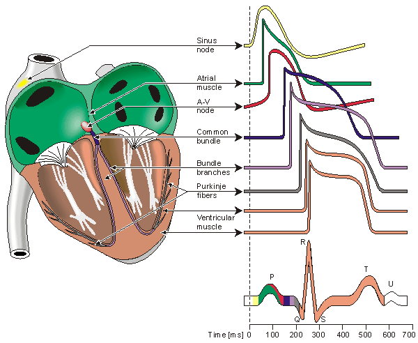 Cardiac Muscle Contraction Cardiac Muscle Contraction