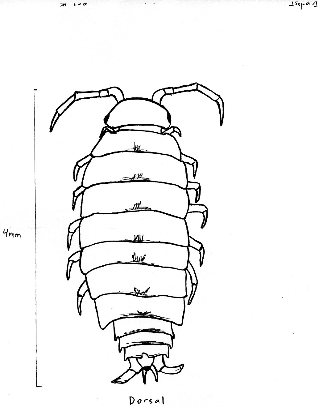 Tree Holes Larvae Isopod sp A