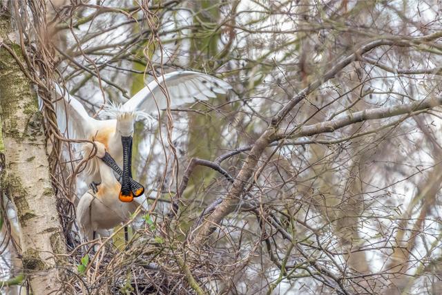 Nederland als vogelparadijs zo spot je overal vogels Zoom Academy