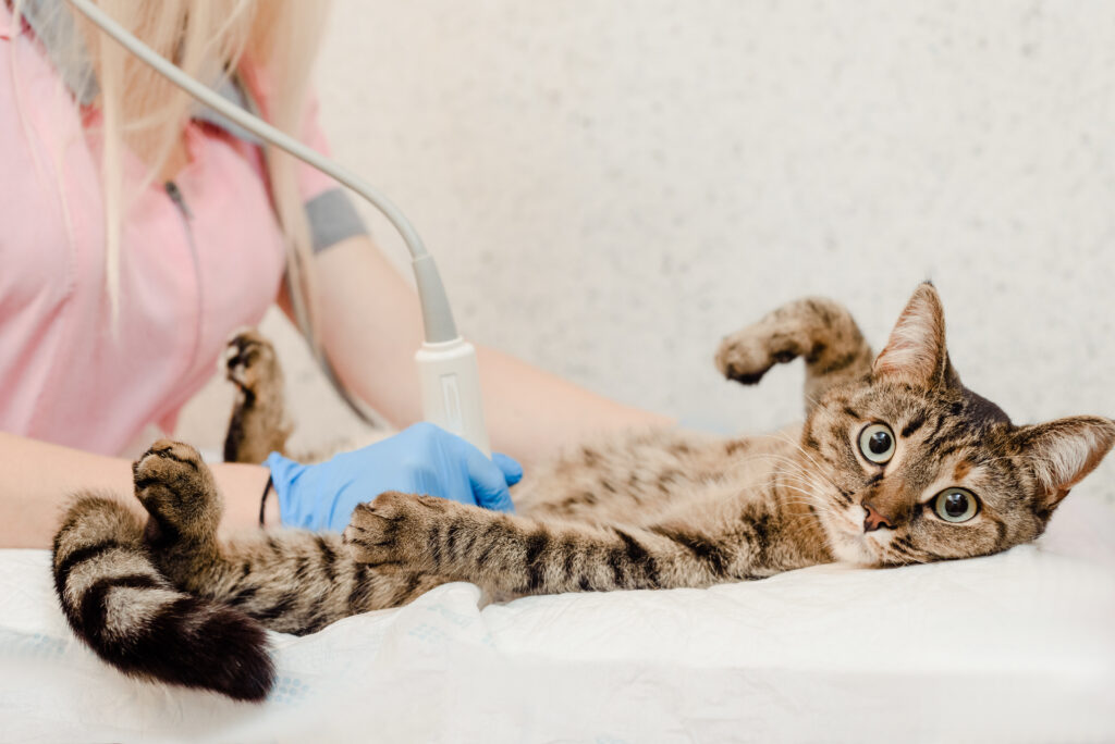 Mon chat vomit, pourquoi et que faire? zooplus