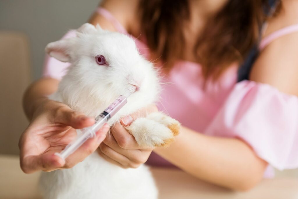 Mon lapin a la diarrhée que faire ? Magazine zooplus