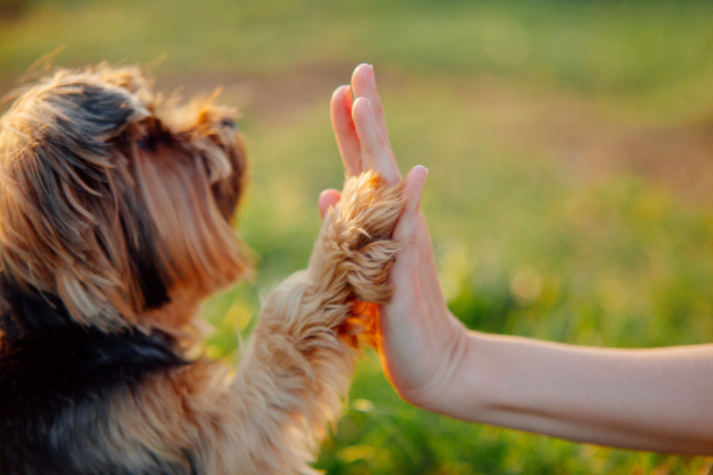 Kastration beim Hund Soll mein Hund kastriert werden? zooplus.ch