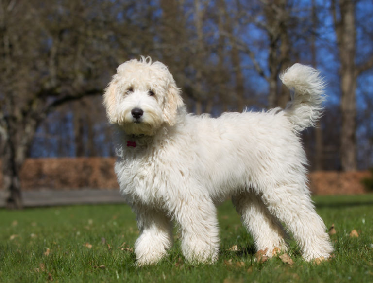 Labradoodle Charakter, Haltung & Pflege Hunderassen