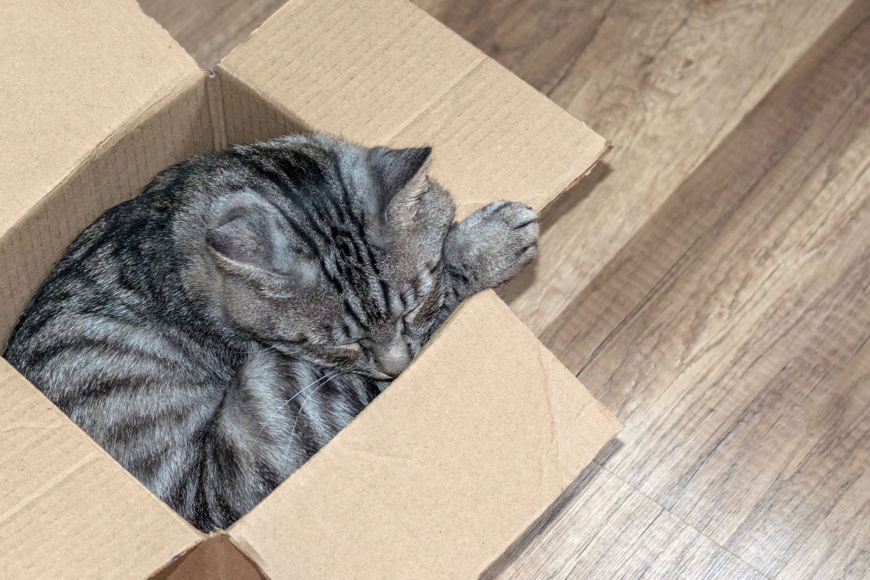 Warum lieben Katzen Kartons? Hier ist die Antwort zooplus.ch