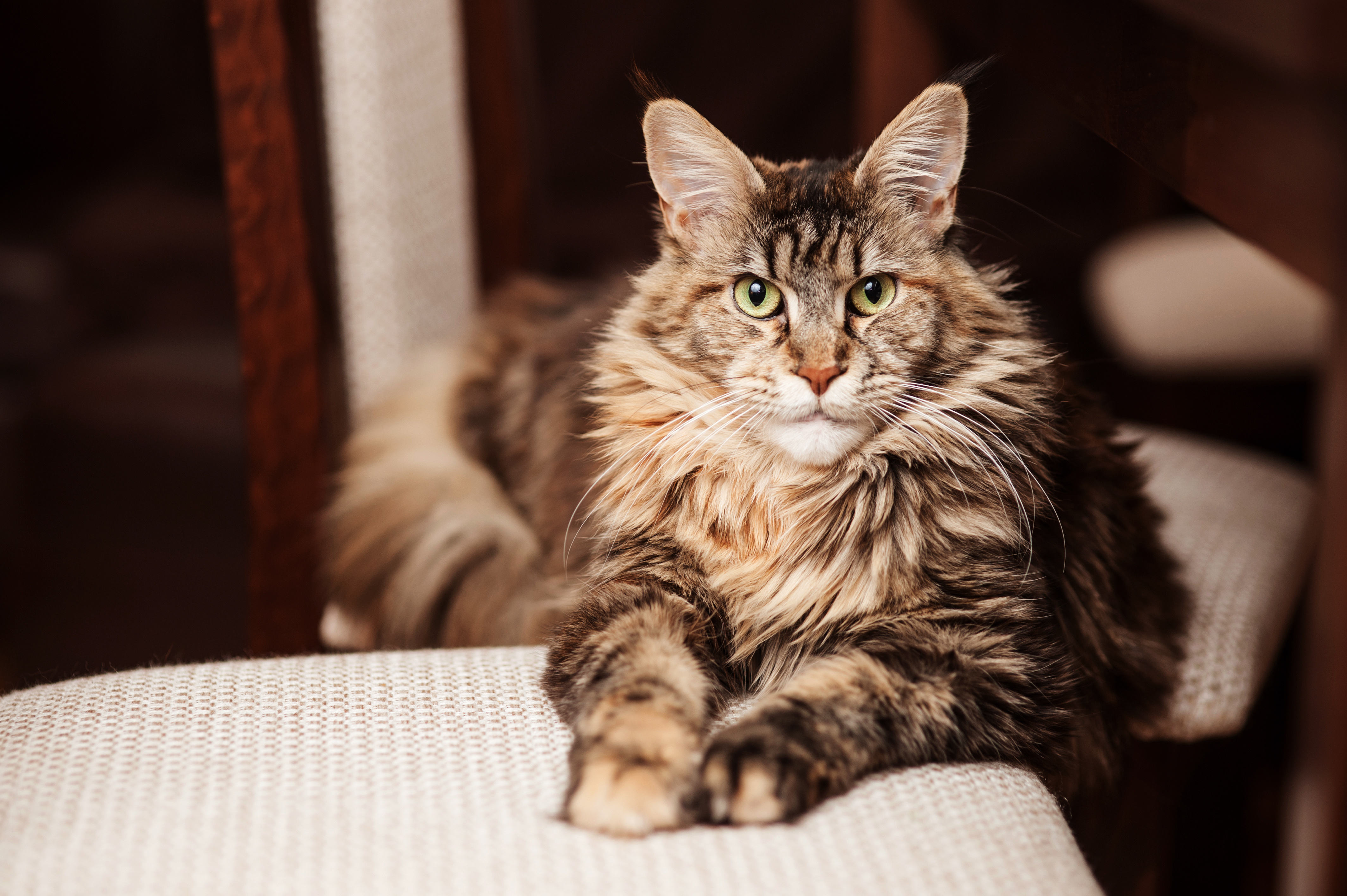 5 Good Reasons To Adopt An Older Cat zooplus Magazine