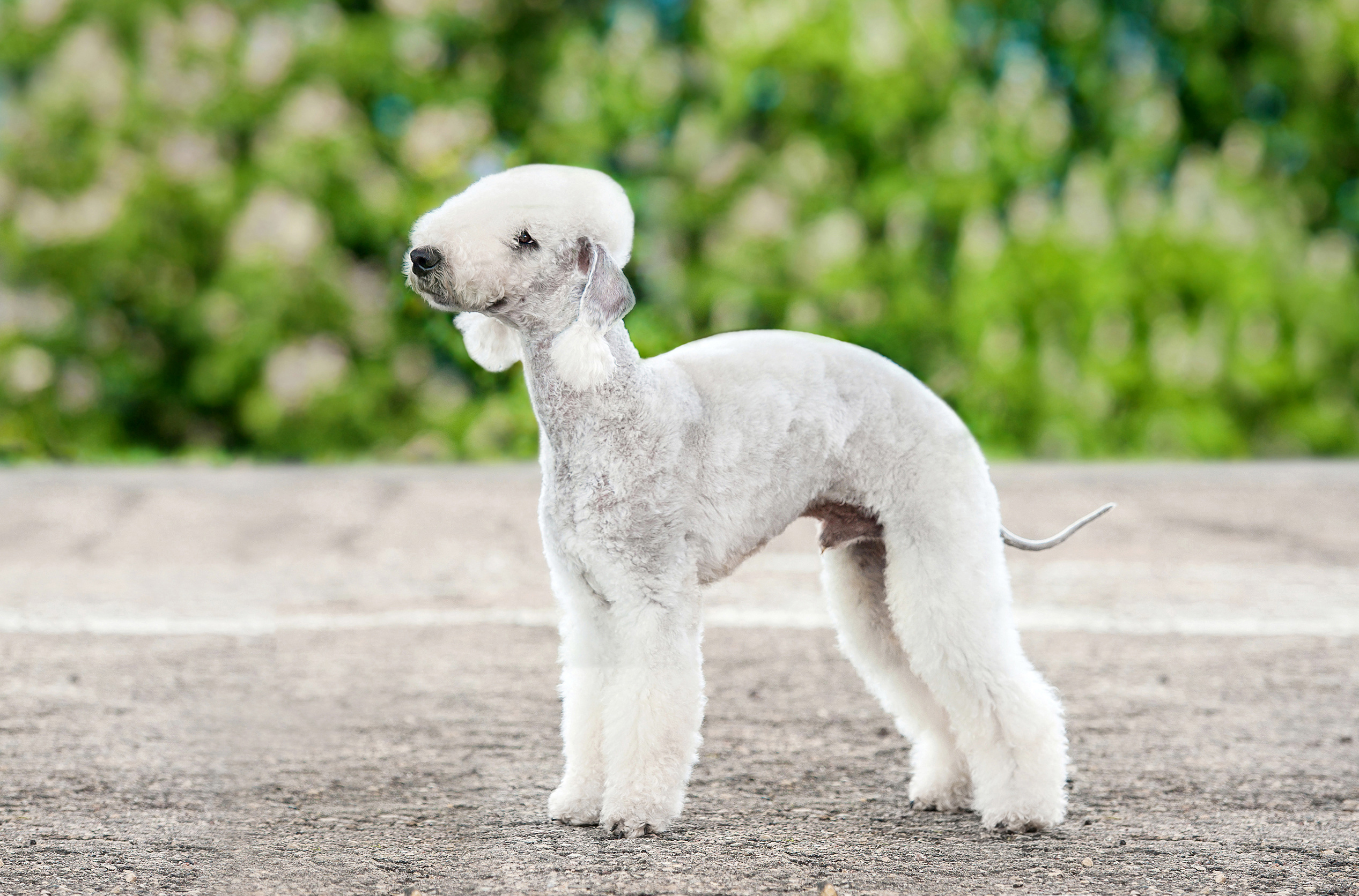 Bedlington Terrier Adoption Cute of Animals
