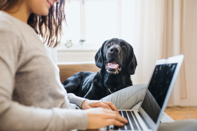 Working from home with dogs zooplus Magazine