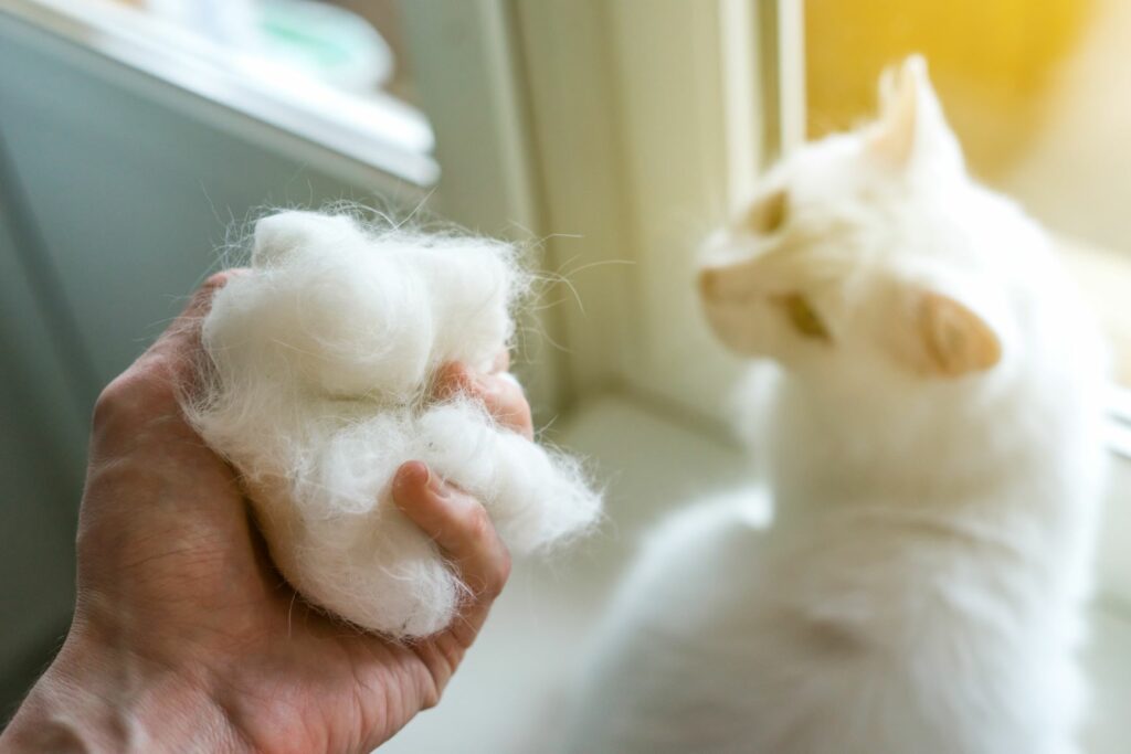 Hairballs (Trichobezoar) zooplus Magazine