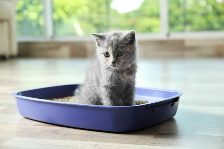 Cat litter howto 5 important questions zooplus Magazine