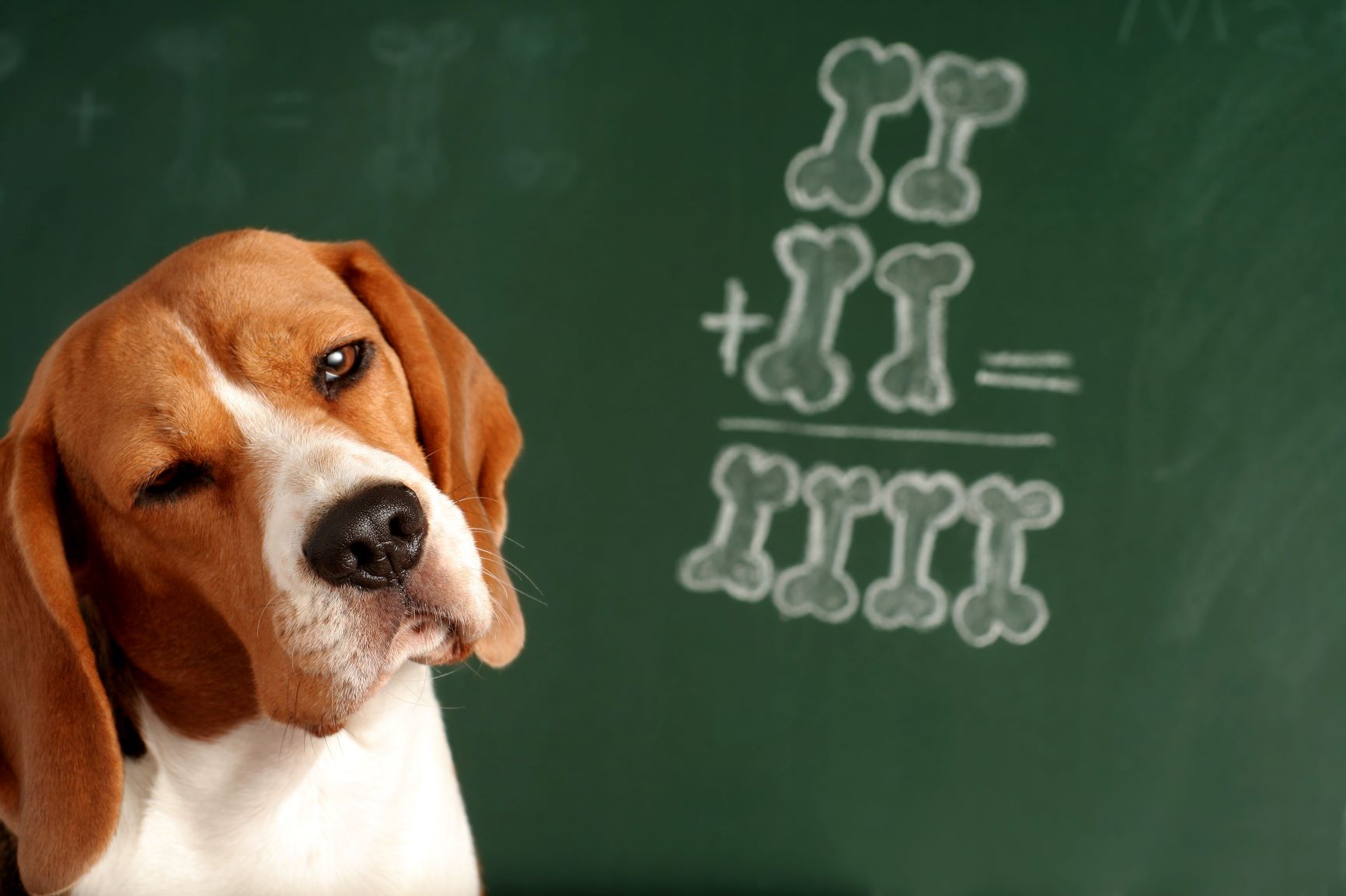 Can Dogs Learn Different Languages