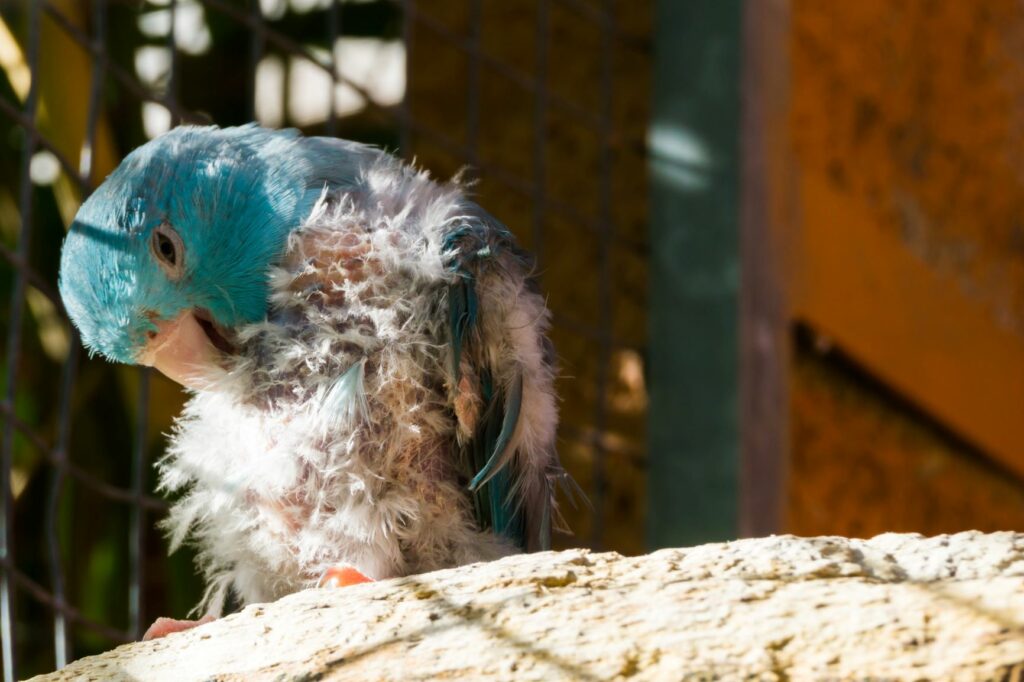 Bird mites what you can do Info and Advice zooplus Magazine