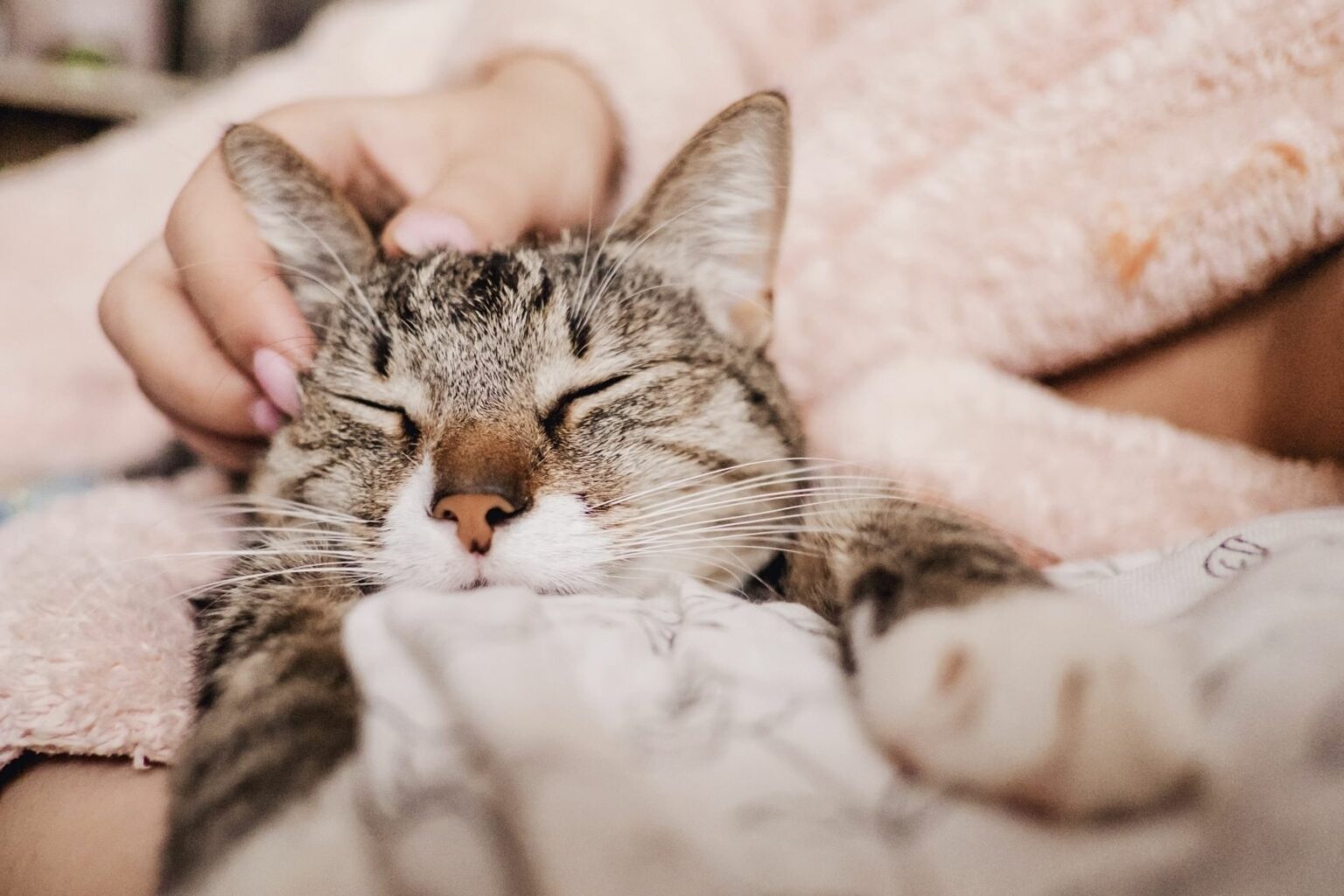 Why is my cat purring, miaowing, yowling? zooplus