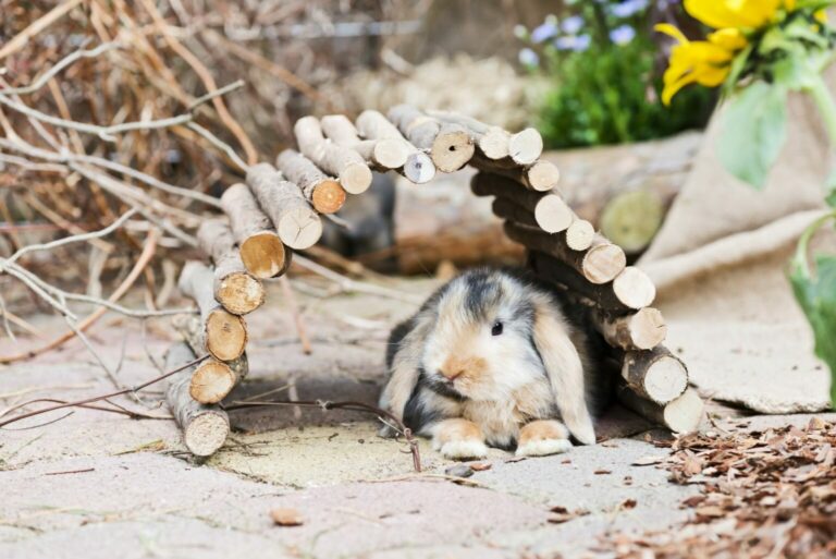 Keeping Rabbits Outdoors What you Need to Know zooplus