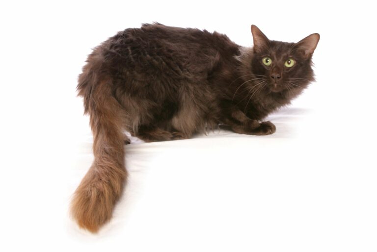 Javanese (Oriental LongHair) character, price zooplus Magazine