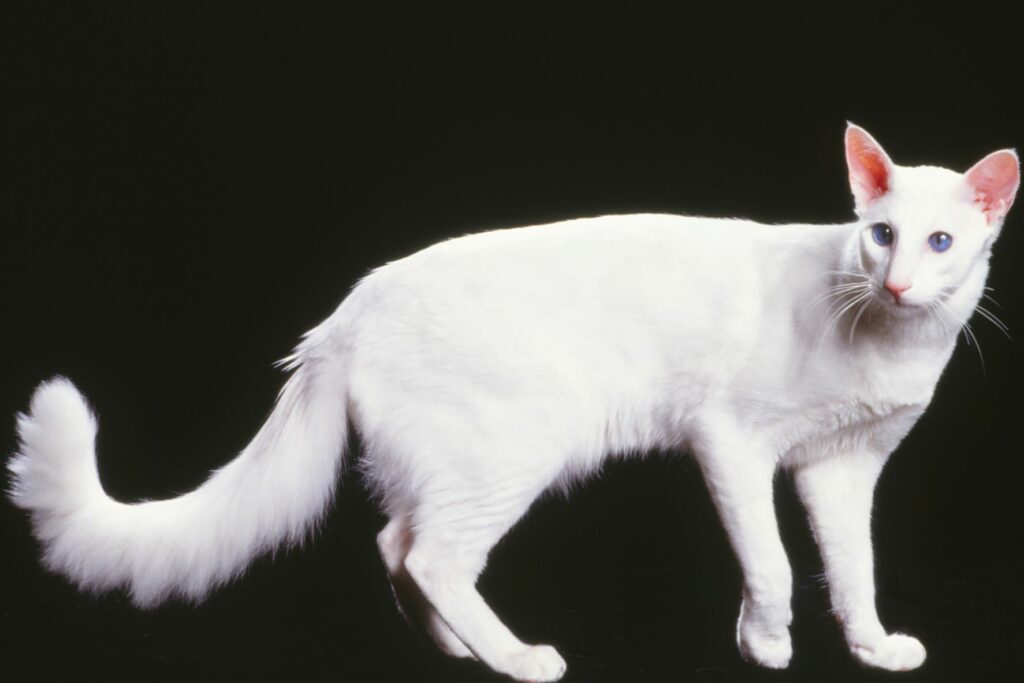 Javanese (Oriental LongHair) character, price zooplus Magazine