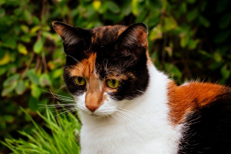 Calico Cat Cat Breeds zooplus Magazine