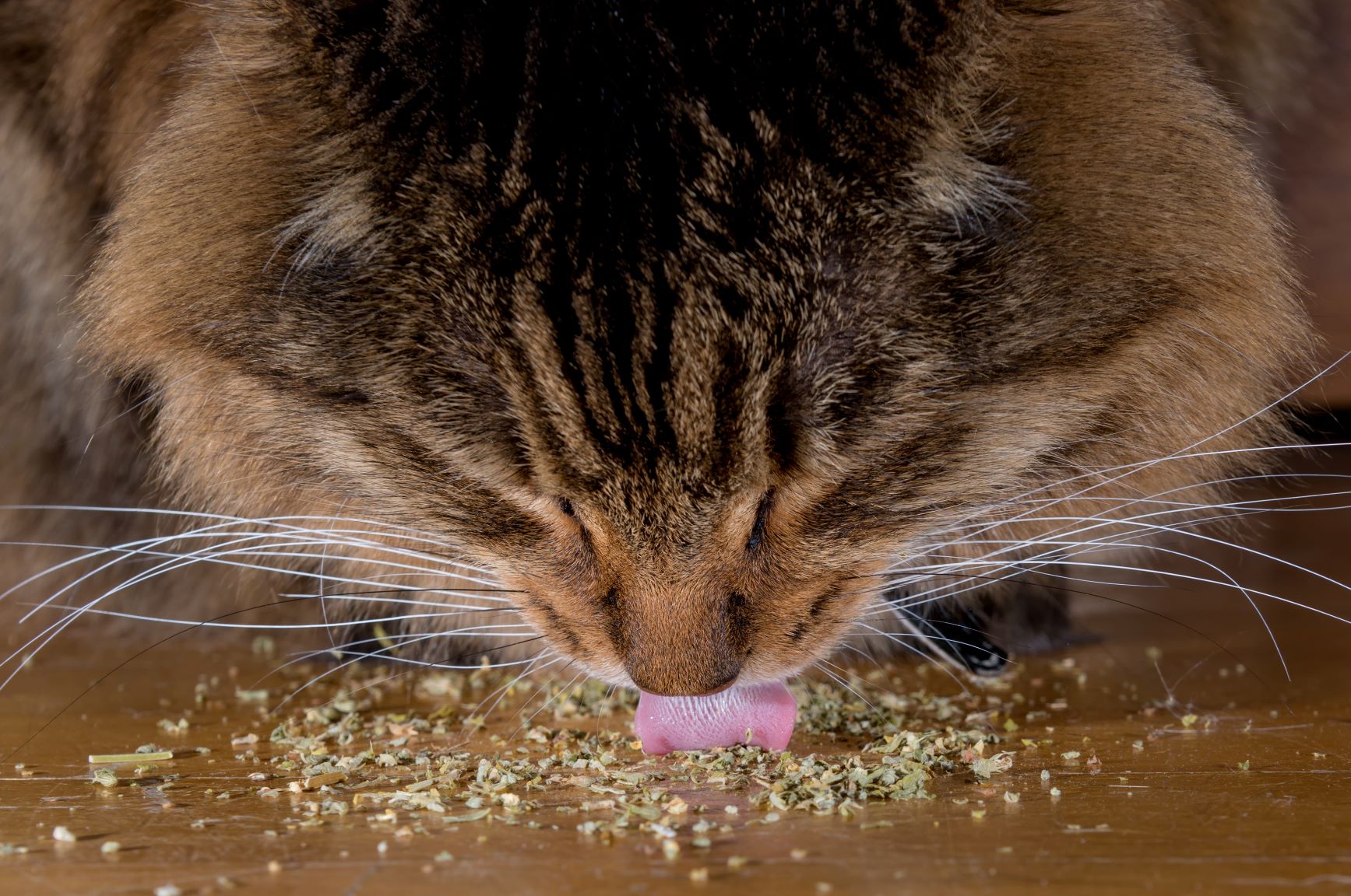 Toxic Plants for Cats Cat Nutrition zooplus Magazine
