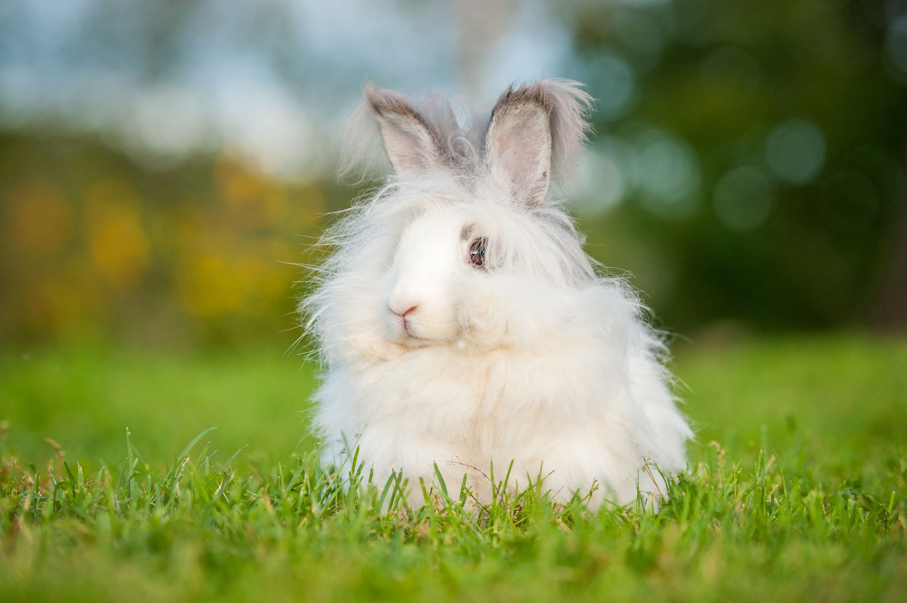 Angora Rabbit Breed info, diet, purchase, housing zooplus Magazine