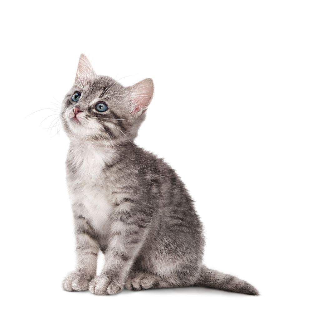 Concept for Life Dry Cat Food Great prices at zooplus