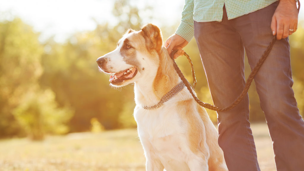 Kastration beim Hund Soll ich meinen Hund kastrieren lassen?