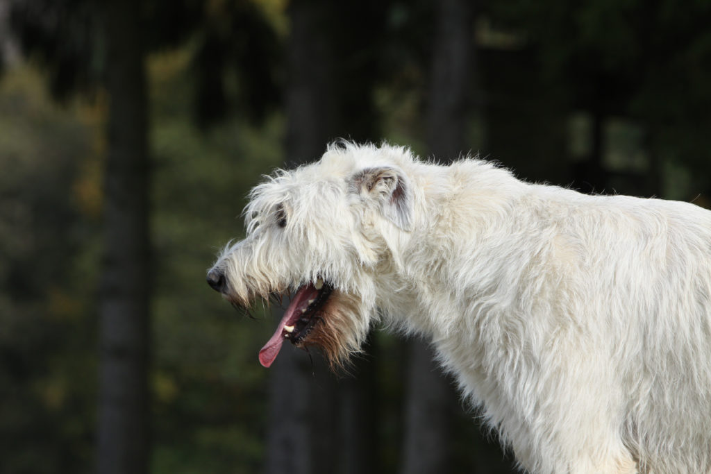 Husten beim Hund Symptome, Ursachen & Behandlung zooplus