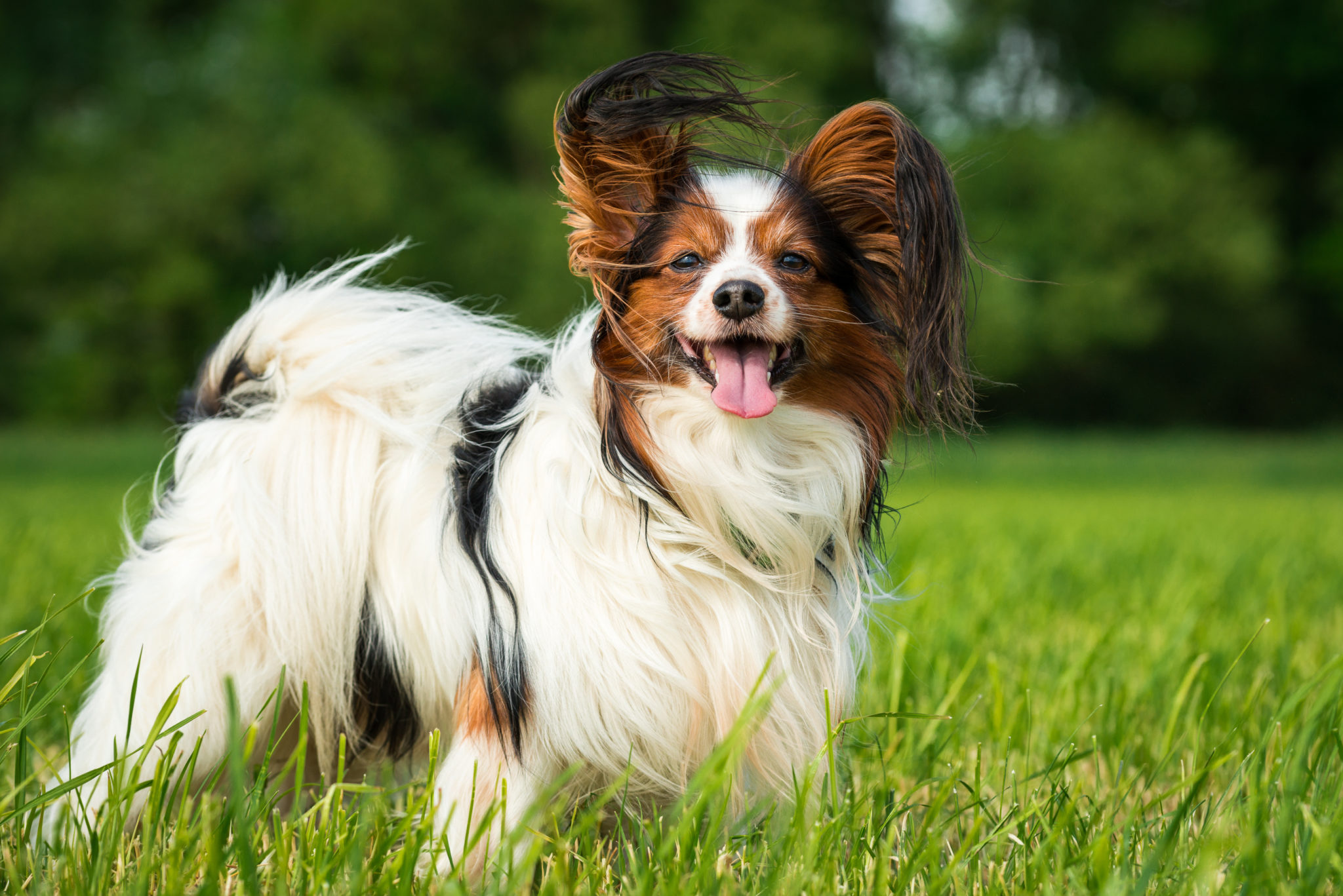 Kontinentaler Zwergspaniel (Papillon) Charakter, Haltung