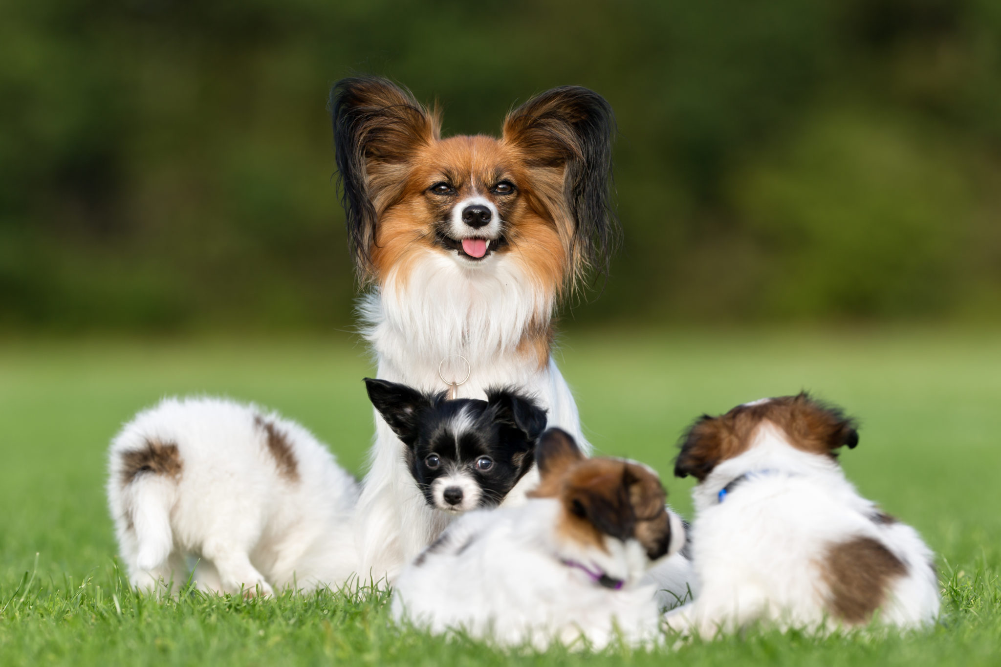 Kontinentaler Zwergspaniel (Papillon) Charakter, Haltung