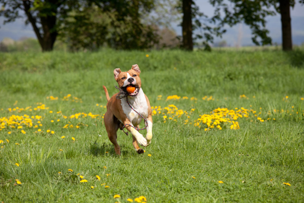 Ist eine Kampfhundeversicherung Pflicht? zooplus Magazin