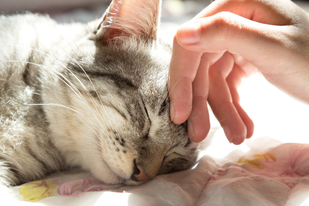 Warum schnurren Katzen und wie machen sie das? zooplus